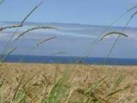 landscapes